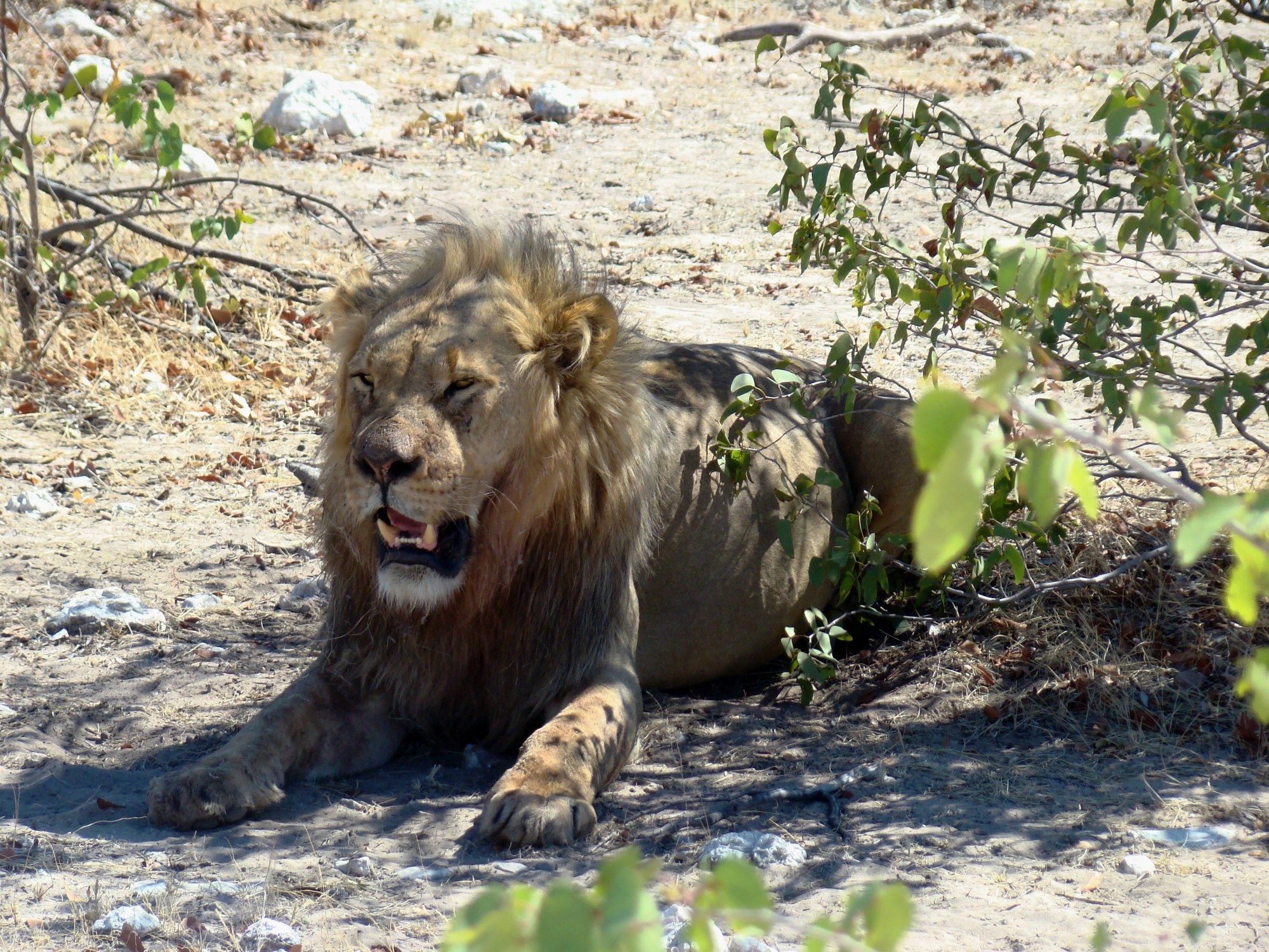 Gondwana Etosha Safari Lodge Окаукуэджо Экстерьер фото